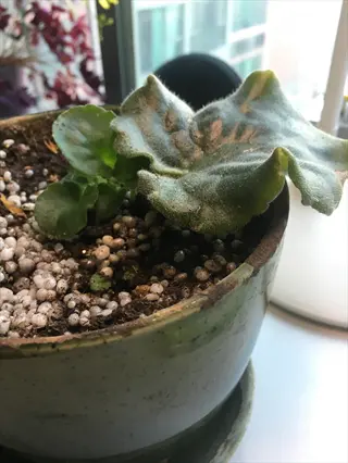 african violet leaf propagation in a ceramic pot with new growth beside a fuzzy leaf