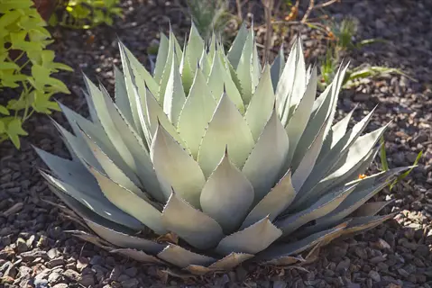 agave rosette desert plant with pale blue-green spiky leaves in rocky soil
