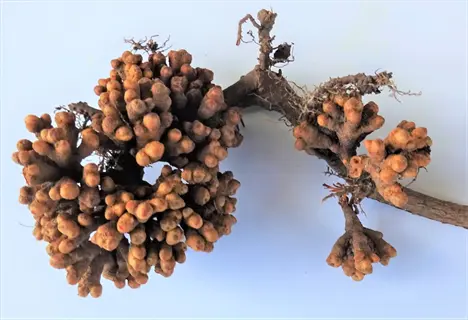 alder tree roots with clusters of orange-brown root nodules on a pale background