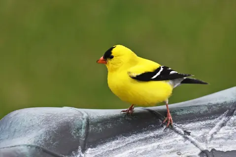 american goldfinch perched on a weathered metal rail