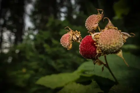 anne yellow raspberry fruit on a leafy cane in a dark garden, with one ripe red berry