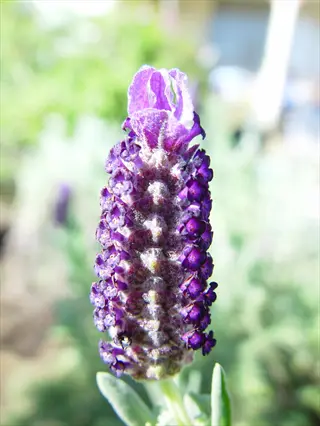 anouk lavender plant with purple flower spike in a sunny garden
