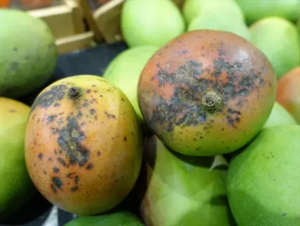 anthracnose mango fruit with dark fungal spots among green mangoes
