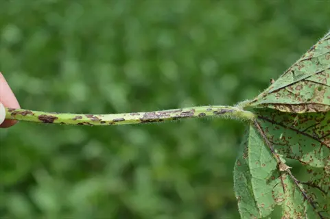anthracnose maple leaf with dark lesions on stem and spotted green leaves