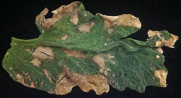 anthracnose tomato leaf with brown necrotic spots and curled damaged edges