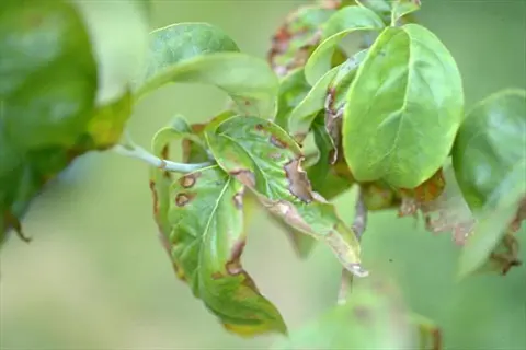 anthracnose tree leaf with brown lesions and curled edges on green foliage