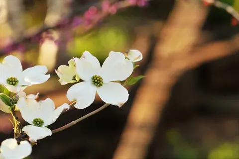 appalachian spring dogwood blooms with white petals in warm woodland light