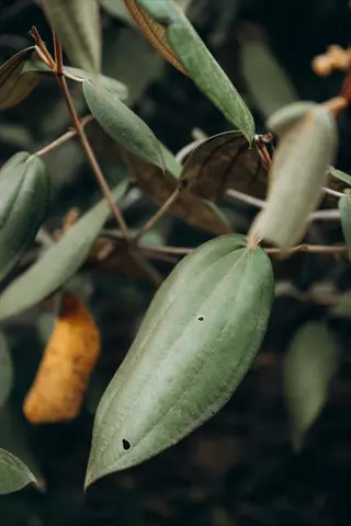 armandii white evergreen clematis leaves with green foliage and a yellowing leaf