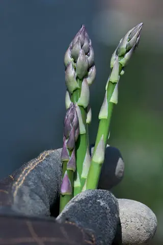 asparagus spears growing held in a gloved hand outdoors