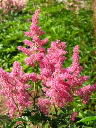 astilbe pink plumes blooming in a lush green garden