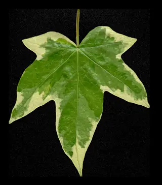 aurata golden ivy foliage with green and cream variegated leaf on black background