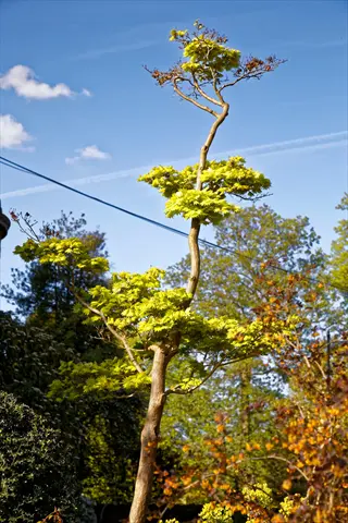 aureum full moon maple tree with golden leaves reaching into a bright blue sky