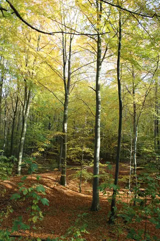 autumn beech leaves forest floor under tall trees in a sunlit woodland