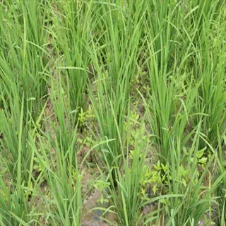 azolla rice paddy with young green rice plants growing in shallow muddy water