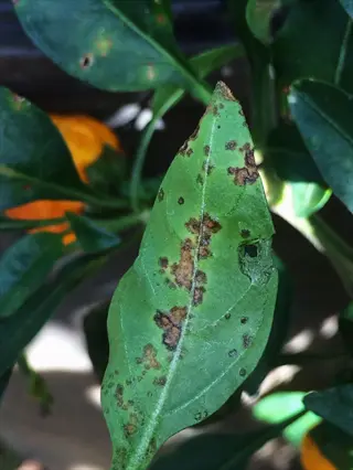 bacterial leaf spot pepper on a green leaf with brown lesions