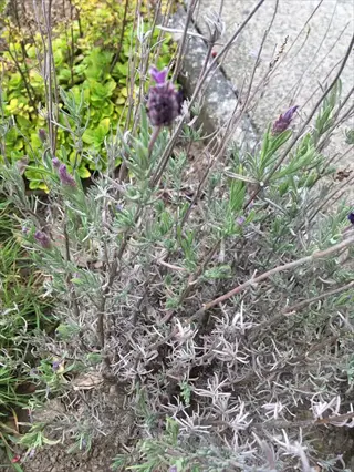 ballerina lavender bracts on a silvery-green garden plant beside a wall