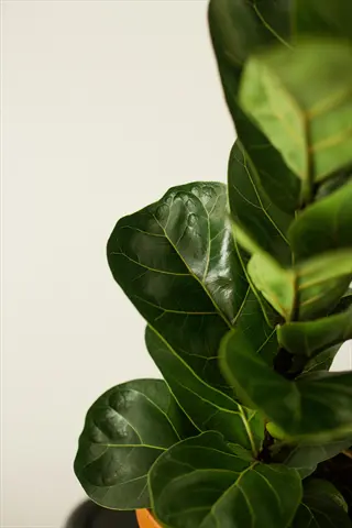 bambino fiddle leaf plant with glossy green leaves in a pot