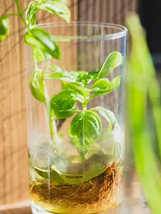 basil cuttings water glass with roots growing on a sunny windowsill