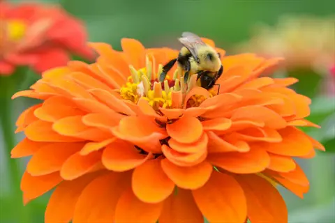 bee collecting pollen on orange zinnia bright flowers in a garden