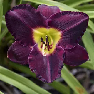 bela lugosi daylily with deep purple petals and a yellow-green throat
