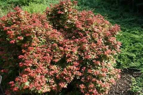 beni hime dwarf maple with red new leaves in a garden