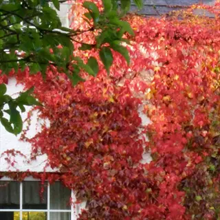 beverly brook ivy wall with red autumn ivy covering a white building