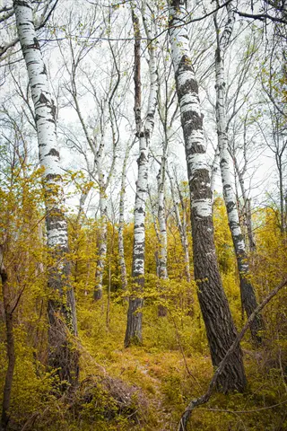 birch forest with birch leaves yellow ground and white trunks in autumn