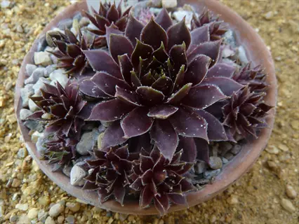 black sempervivum dark rosettes growing in a clay pot with gravel