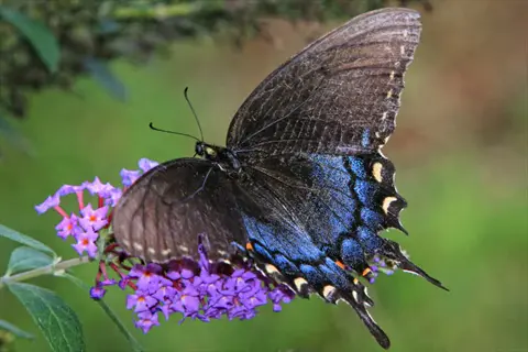 black swallowtail butterfly on purple miss ruby butterfly bush flowers