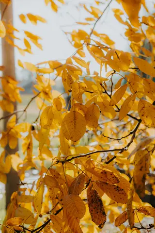 black walnut leaves yellow in autumn sunlight on branches