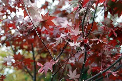 bloodgood japanese maple with deep red leaves and delicate branches in soft focus