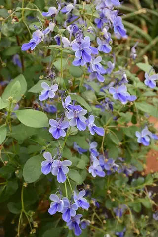blue butterfly bush with violet-blue flowers and green leaves