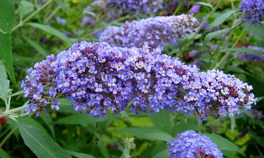 blue chip butterfly bush with clusters of purple-blue flowers in a green garden