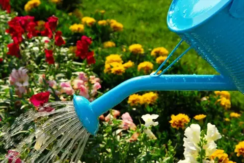 blue rainwater watering can sprinkling water over colorful garden flowers
