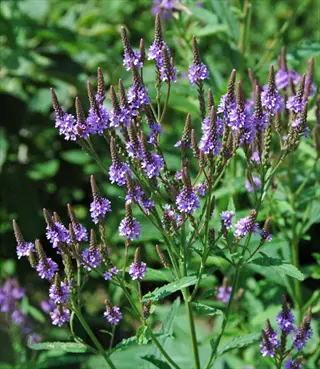 blue vervain flowers with purple spikes growing among green leaves