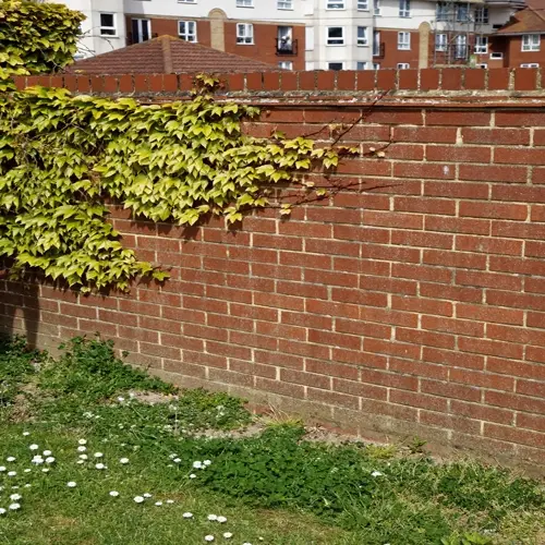 boston ivy brick wall beside a grassy garden with apartments in the background