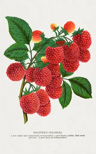 botanical illustration of a heritage red raspberry plant with ripe red berries, green leaves, and caption text
