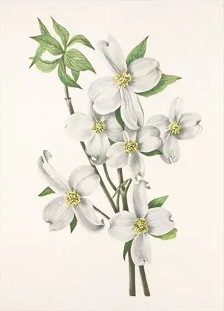 botanical illustration of pagoda dogwood layered branches with white blossoms and green leaves