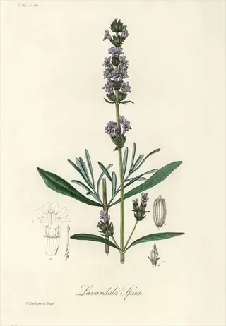 botanical illustration of willow vale lavender with purple blooms and green leaves