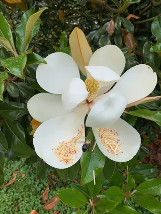brackens brown beauty magnolia white blossom with glossy green leaves and a small bee