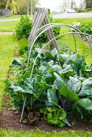 brassica garden bed with leafy greens and metal hoop supports