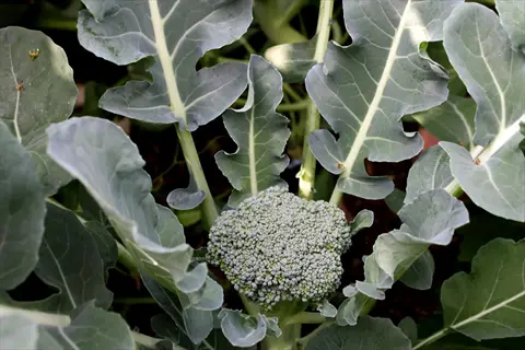 broccoli plant garden with a central head surrounded by broad green leaves