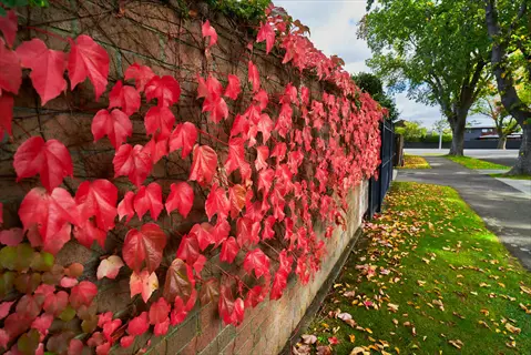 bronze leaf boston ivy climbing a brick wall beside a sunny sidewalk and green lawn