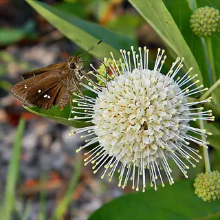 brown skipper butterfly on white buttonbush flower spheres amid green leaves