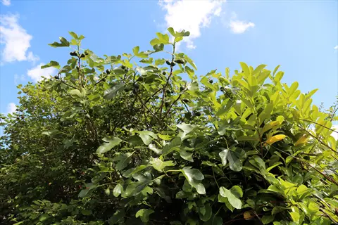 brown turkey fig tree with green leaves and small figs against a blue sky