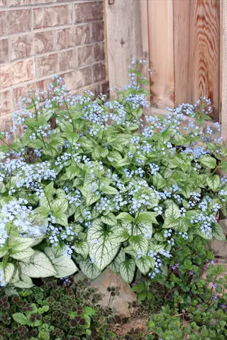 brunnera jack frost with blue flowers and silver-green leaves in a shaded garden bed