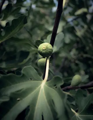 brunswick fig leaves with small green figs on a branch