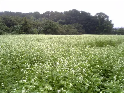 buckwheat flowering field bordered by dense green forest under an overcast sky