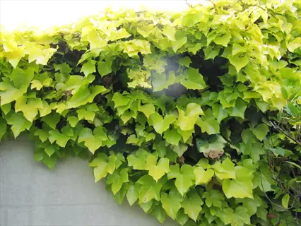 buttercup ivy yellow leaves spilling over a garden wall