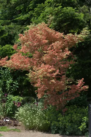 butterfly japanese maple with pink foliage in a lush garden